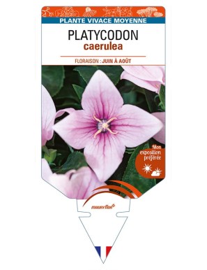 PLATYCODON caerulea (rose)