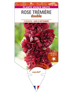 ROSE TRÉMIÈRE DOUBLE (pourpre)