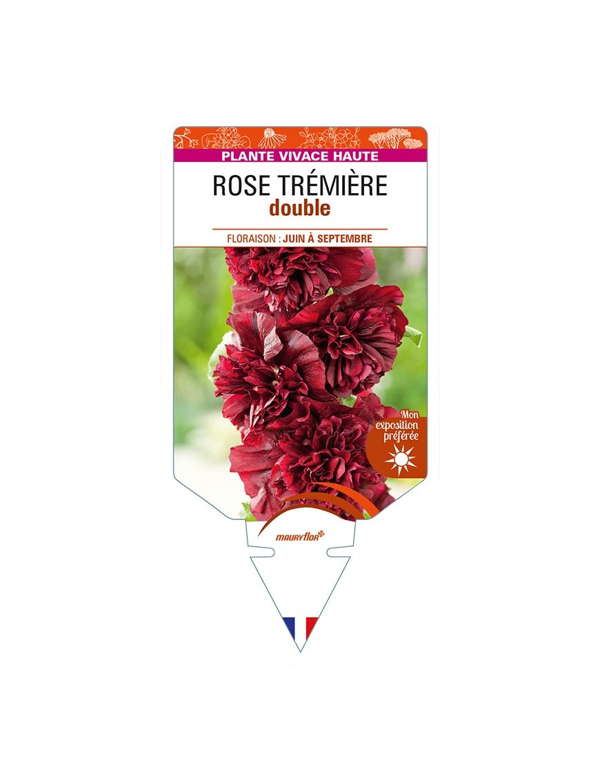 ROSE TRÉMIÈRE DOUBLE (pourpre)