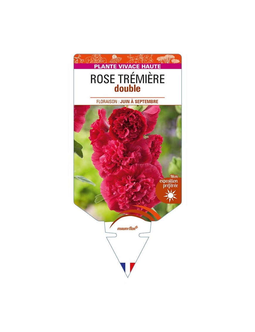 ROSE TRÉMIÈRE DOUBLE (rouge)