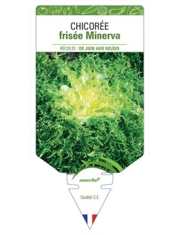CHICORÉE FRISÉE MINERVA