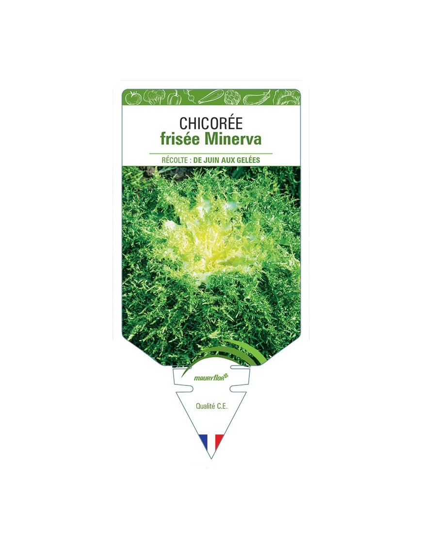 CHICORÉE FRISÉE MINERVA