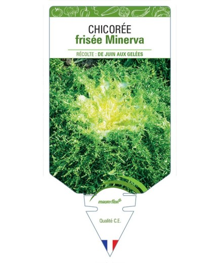 CHICORÉE FRISÉE MINERVA