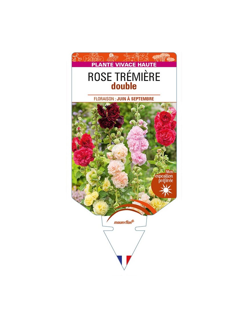 ROSE TRÉMIÈRE DOUBLE (varié)