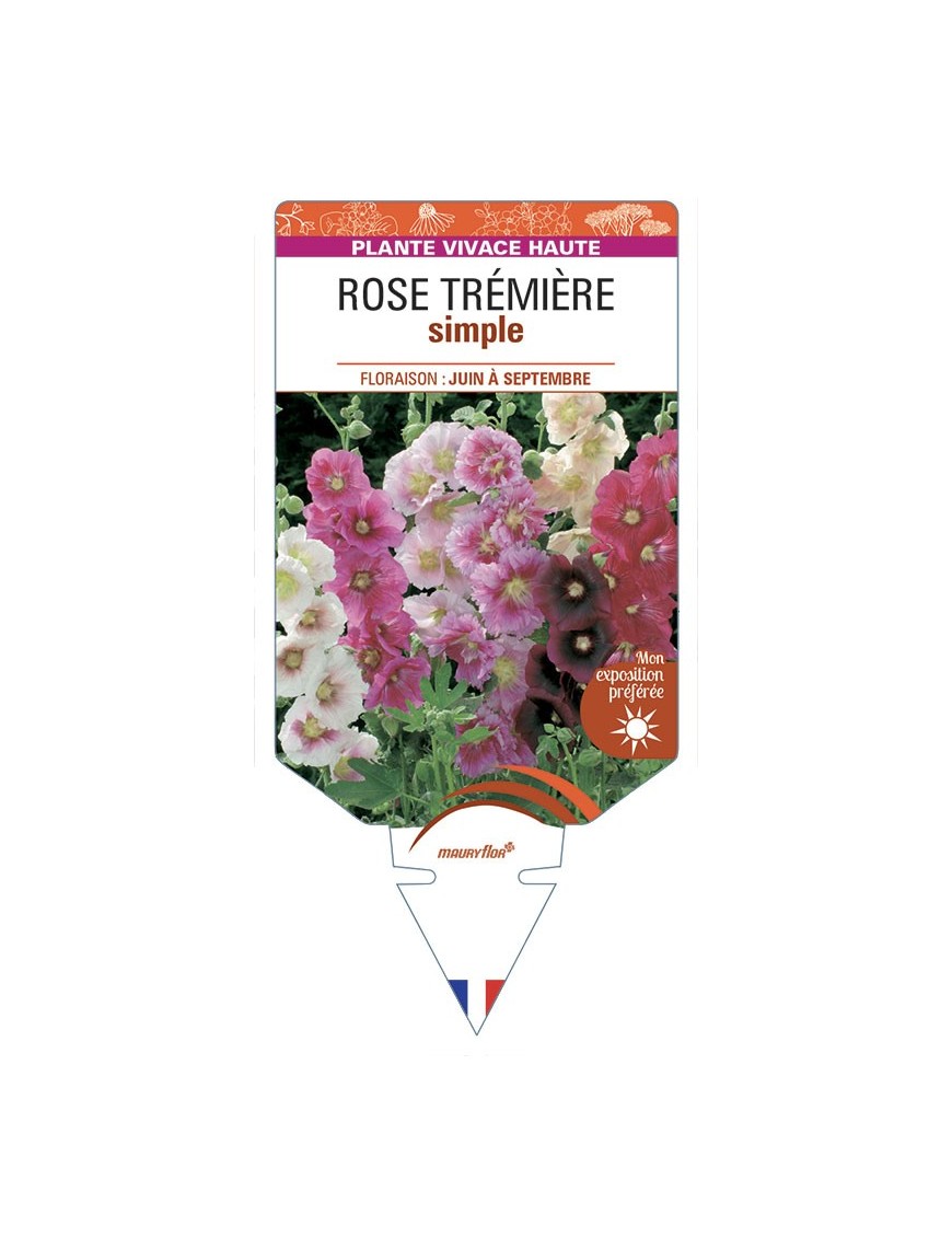 ROSE TRÉMIÈRE SIMPLE (varié)