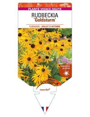 RUDBECKIA 'Goldsturm' (jaune simple)