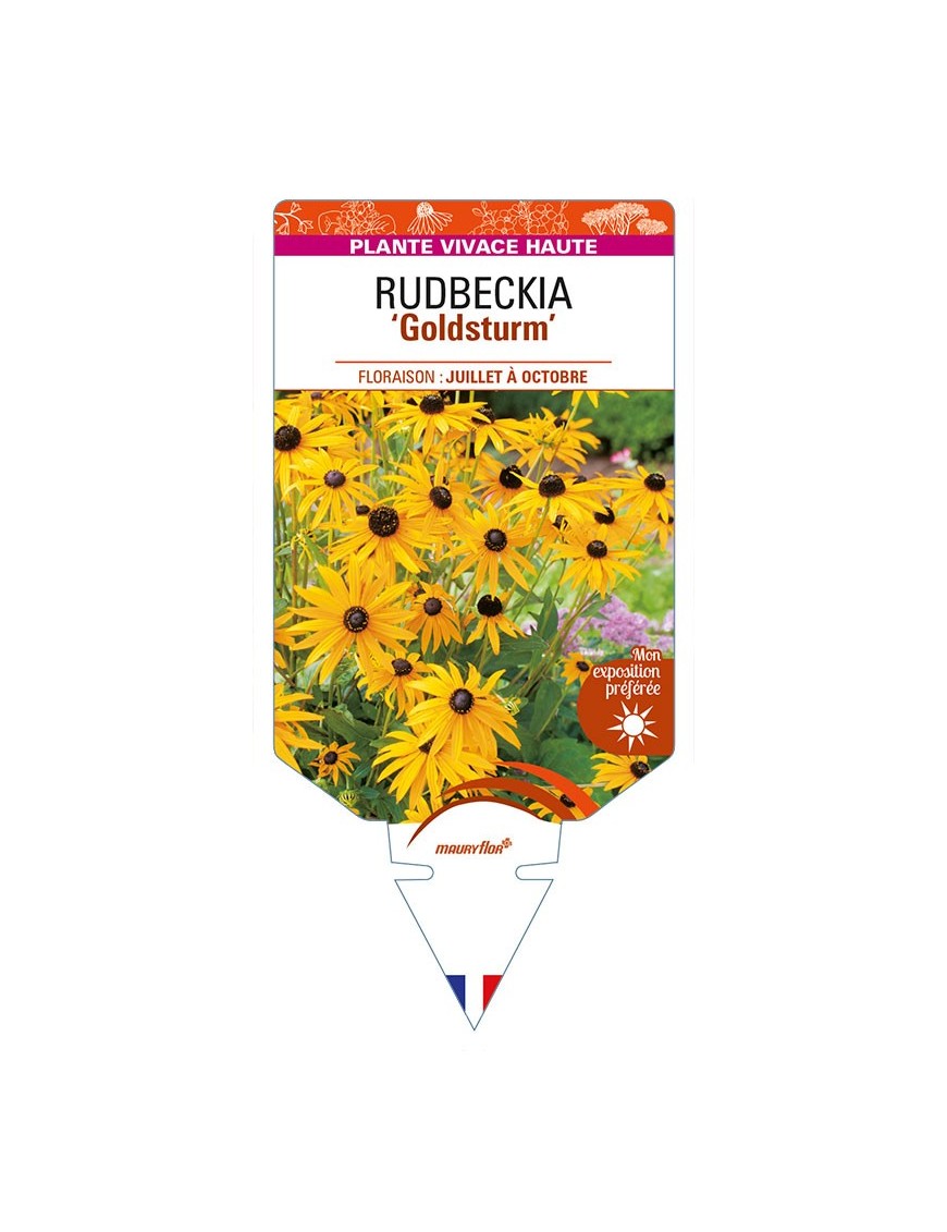 RUDBECKIA 'Goldsturm' (jaune simple)