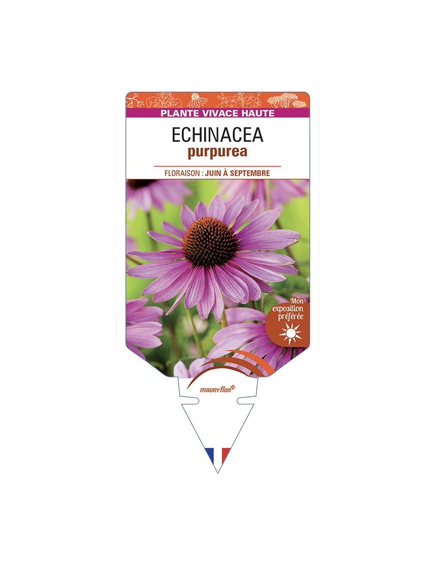 RUDBECKIA voir ECHINACEA purpurea (rouge)