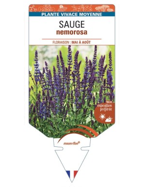 SALVIA NEMEROSA voir SAUGE (bleu)