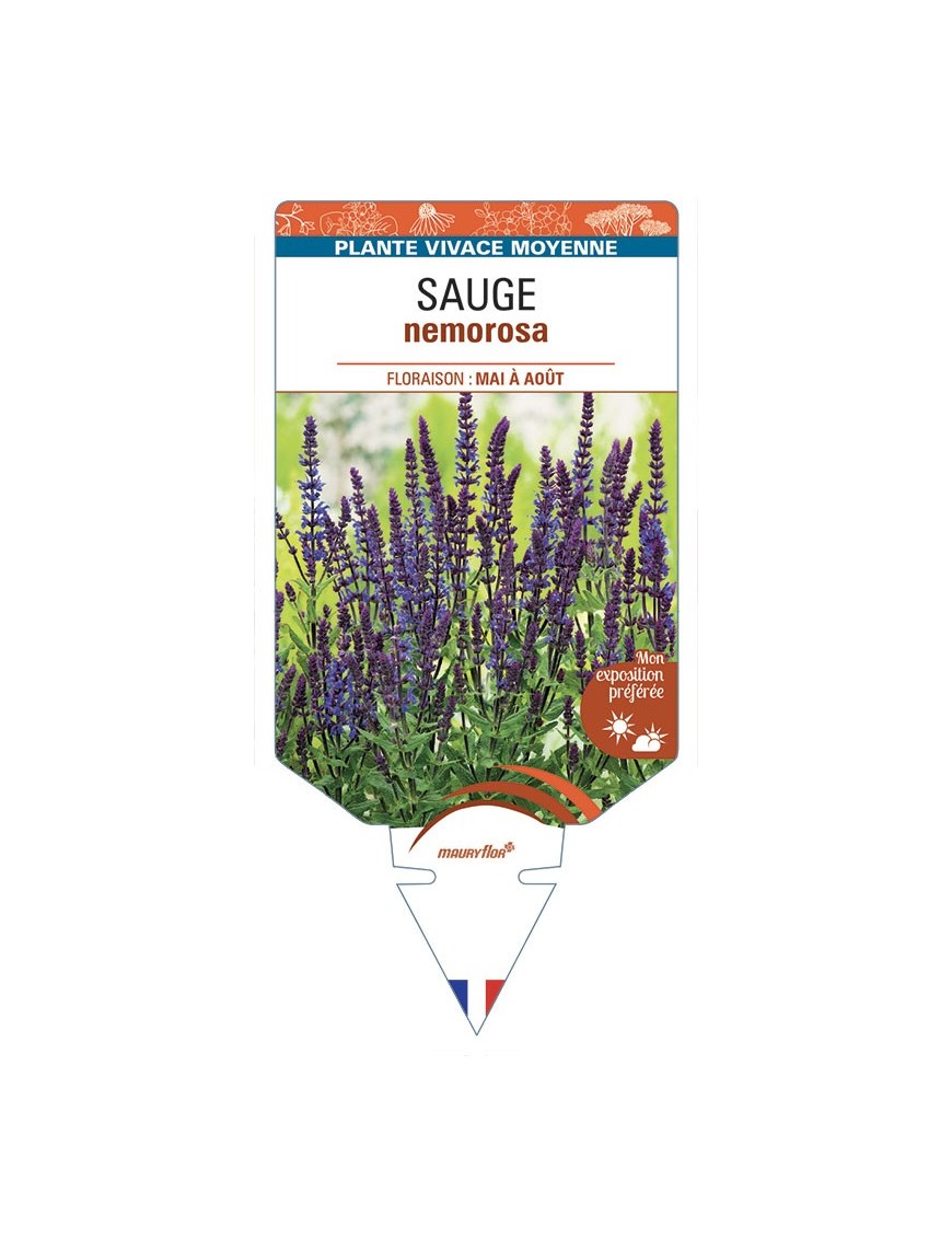 SALVIA NEMEROSA voir SAUGE (bleu)