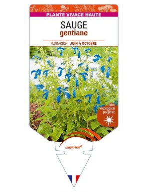 SALVIA patens voir SAUGE gentiane (bleu)