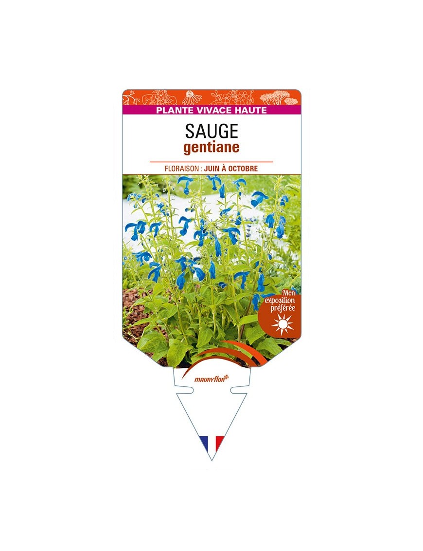 SALVIA patens voir SAUGE gentiane (bleu)