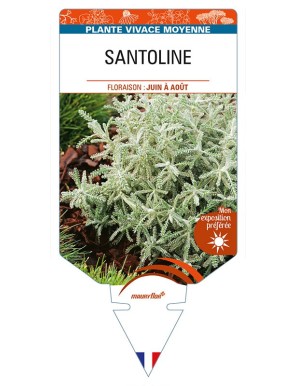 SANTOLINE (feuillage argenté)