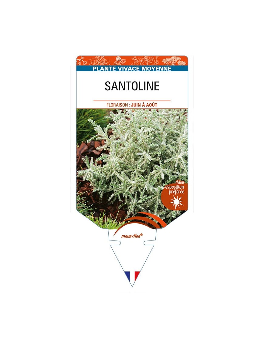 SANTOLINE (feuillage argenté)