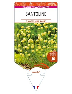 SANTOLINE (feuillage vert)