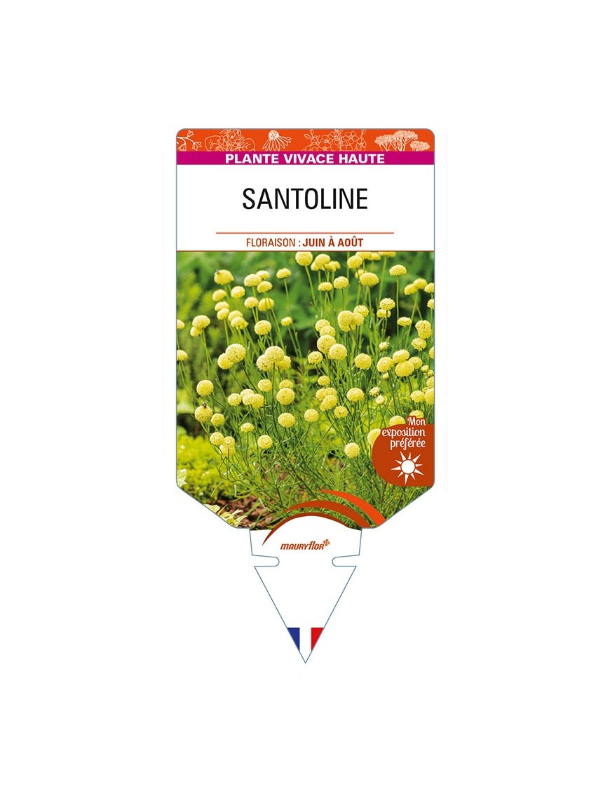 SANTOLINE (feuillage vert)