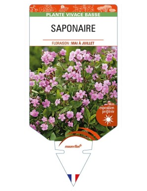 SAPONARIA (ocymoides rose)