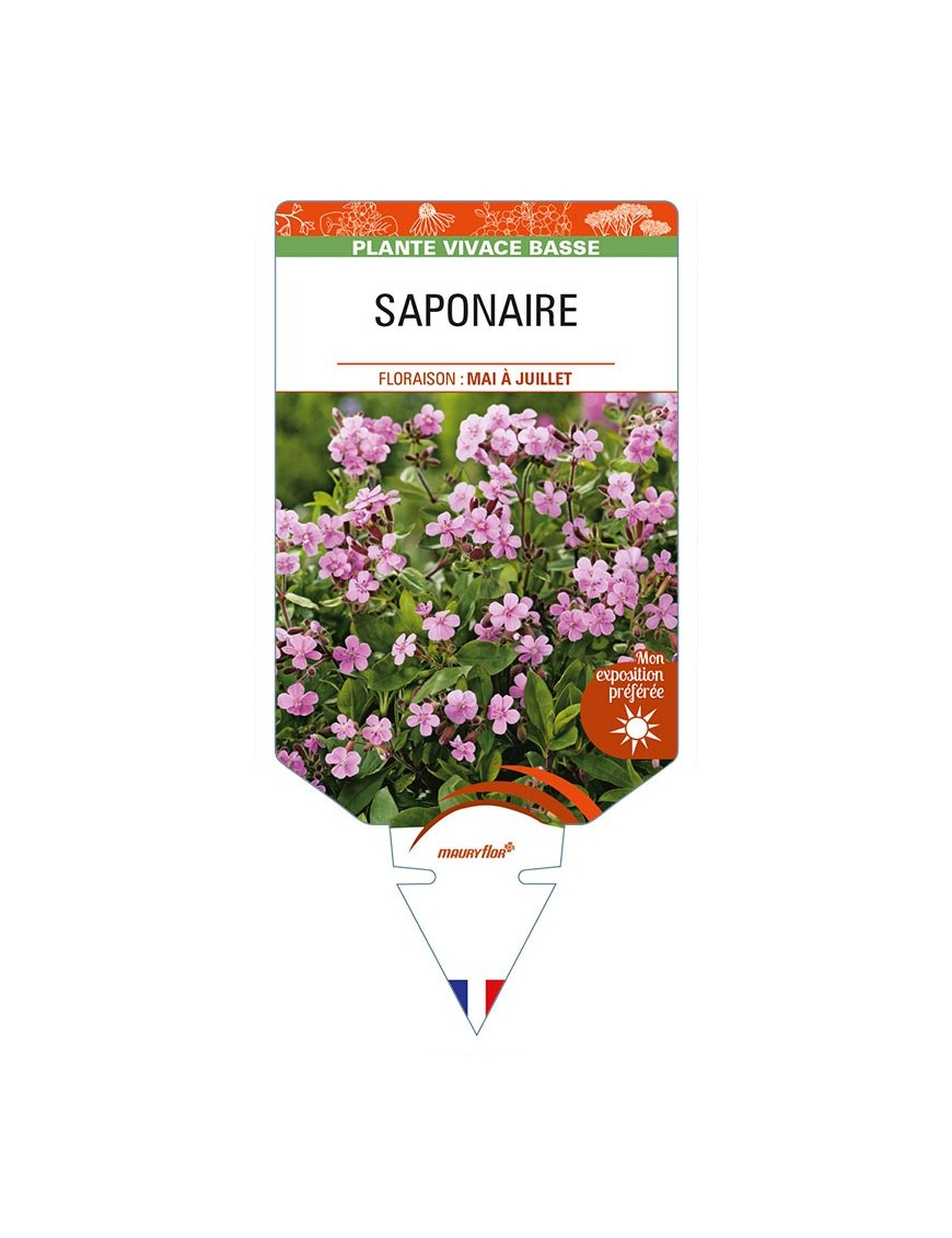 SAPONARIA (ocymoides rose)