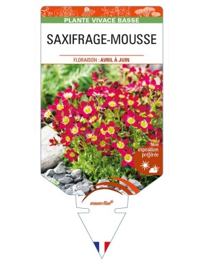 SAXIFRAGA arendsii (rouge) voir SAXIFRAGE-MOUSSE