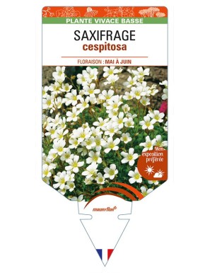 SAXIFRAGA cespitosa (blanc)