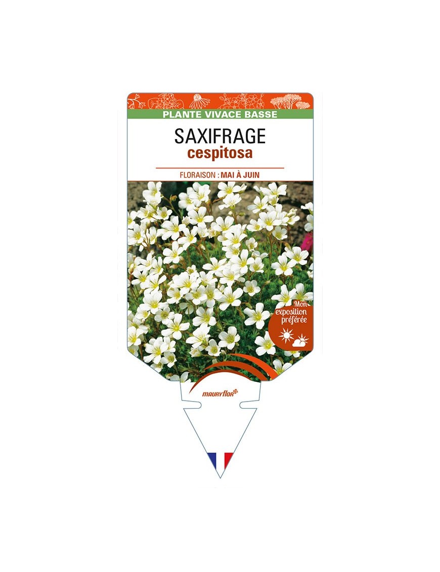 SAXIFRAGA cespitosa (blanc)