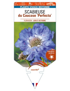 SCABIOSA caucasica 'Perfecta' voir SCABIEUSE du Caucase