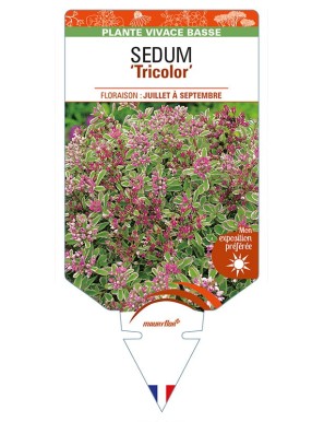 SEDUM (spurium rose) 'Tricolor'