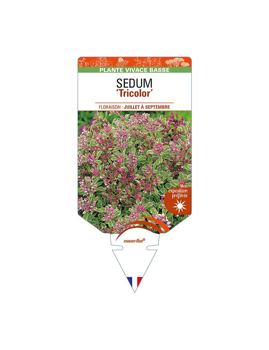 SEDUM (spurium rose) 'Tricolor'