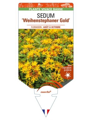 SEDUM floriferum 'Weihenstephaner Gold'