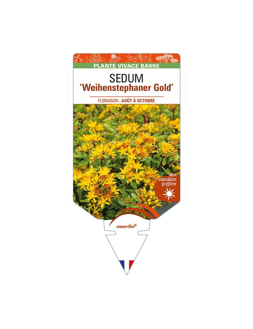 SEDUM floriferum 'Weihenstephaner Gold'