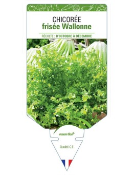 CHICORÉE FRISÉE WALLONNE