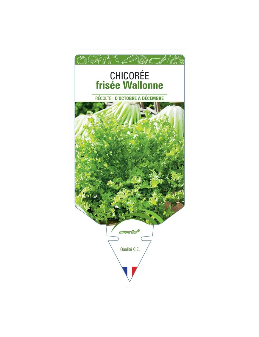 CHICORÉE FRISÉE WALLONNE