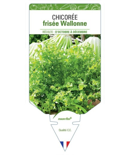 CHICORÉE FRISÉE WALLONNE