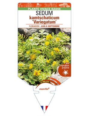 SEDUM kamtschaticum 'Variegatum' (jaune)