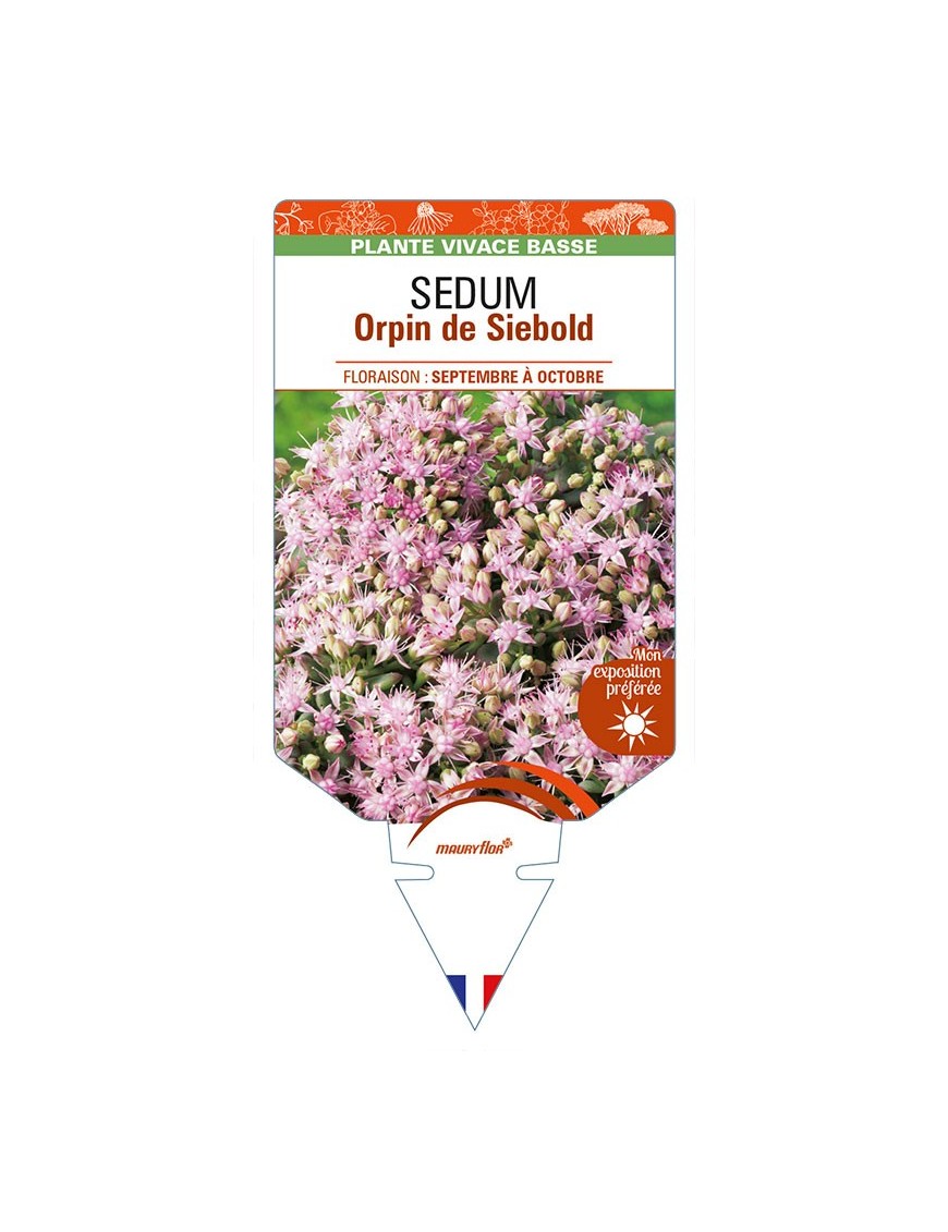 SEDUM sieboldii voir Orpin de Siebold (rose)