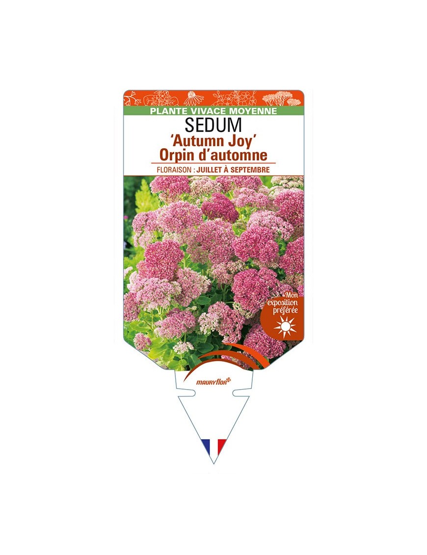 SEDUM spectabile 'Autumn Joy' voir Orpin d’automne (rouge)