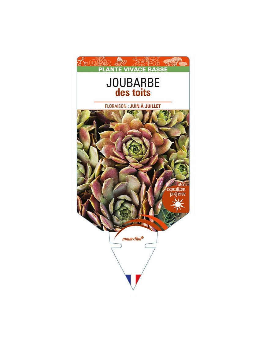 SEMPERVIVUM TECTORUM voir JOUBARBE des toits