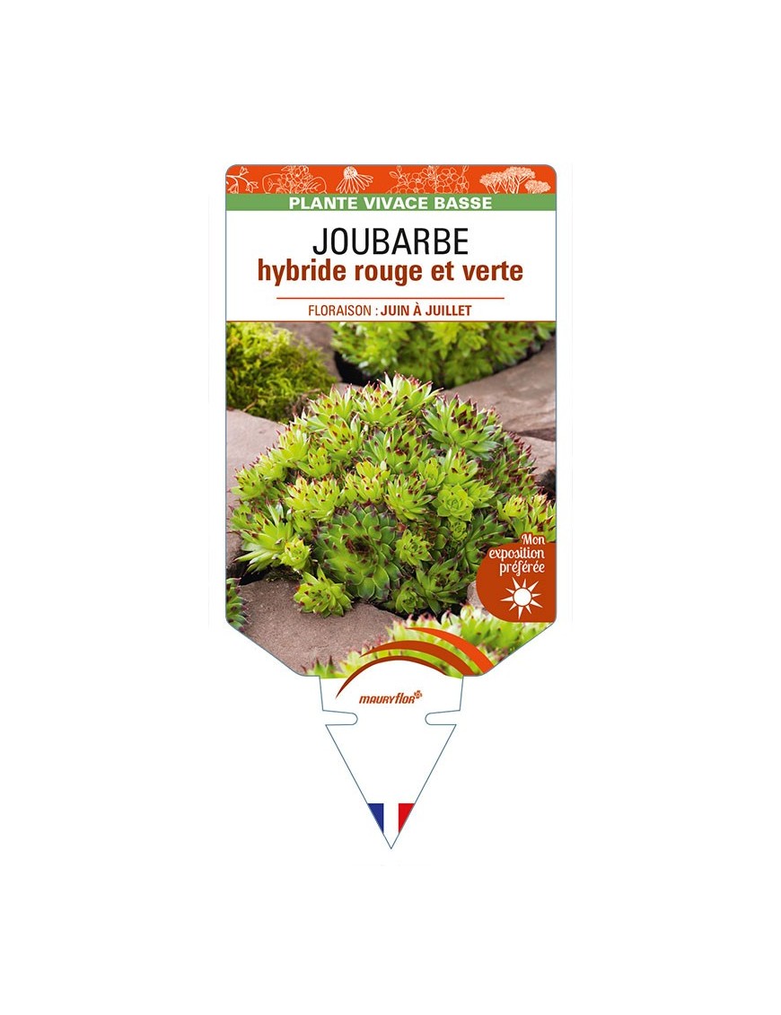 SEMPERVIVUM voir JOUBARBE hybride rouge et verte