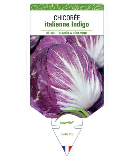 CHICORÉE ITALIENNE INDIGO