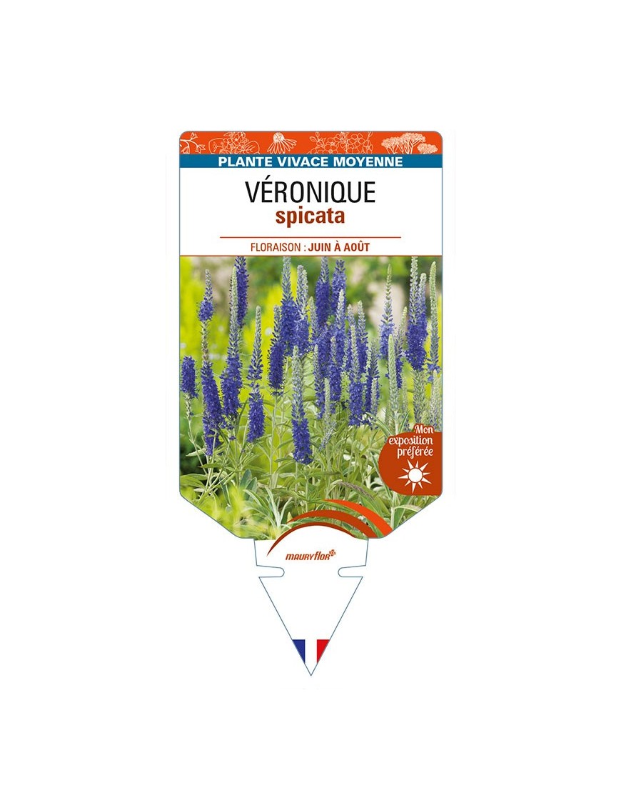 VERONICA (spicata bleue) voir VÉRONIQUE