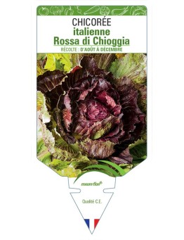 CHICORÉE ITALIENNE ROSSA DI CHIOGGIA