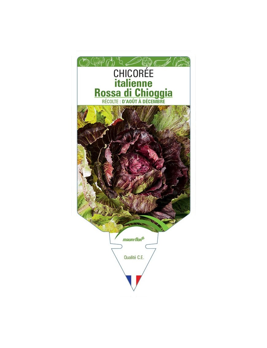 CHICORÉE ITALIENNE ROSSA DI CHIOGGIA
