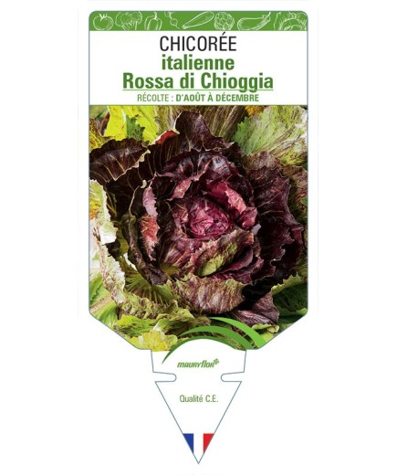 CHICORÉE ITALIENNE ROSSA DI CHIOGGIA