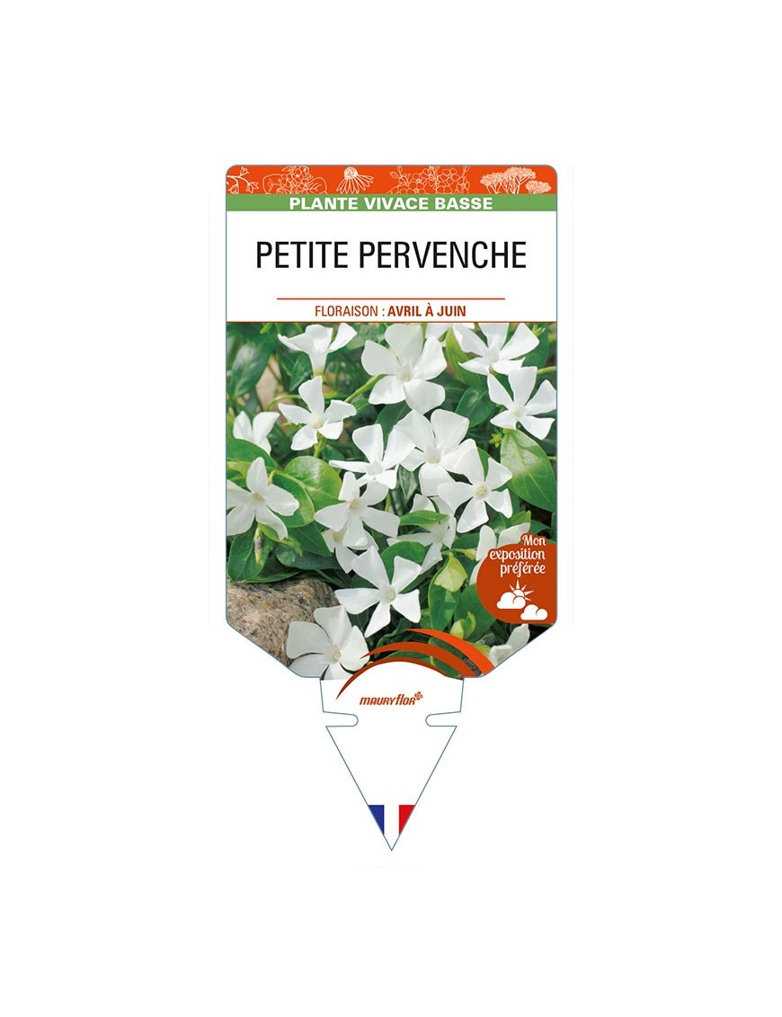 VINCA minor 'Alba' voir PETITE PERVENCHE