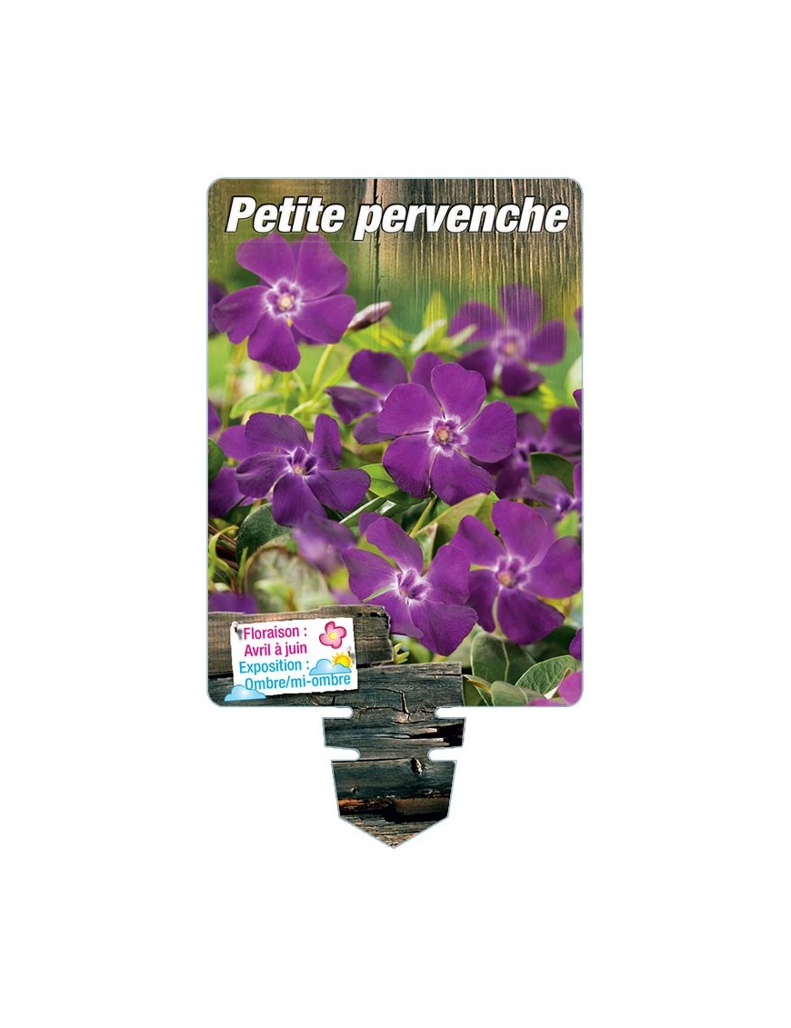 VINCA minor 'Atropurpurea' voir  VÉRONIQUE spicata