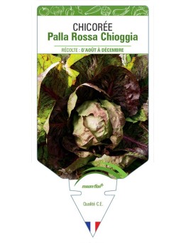 CHICORÉE PALLA ROSSA CHIOGGIA