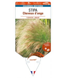 STIPA (tenuifolia) CHEVEUX D'ANGE