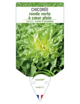 CHICORÉE RONDE VERTE À CŒUR PLEIN