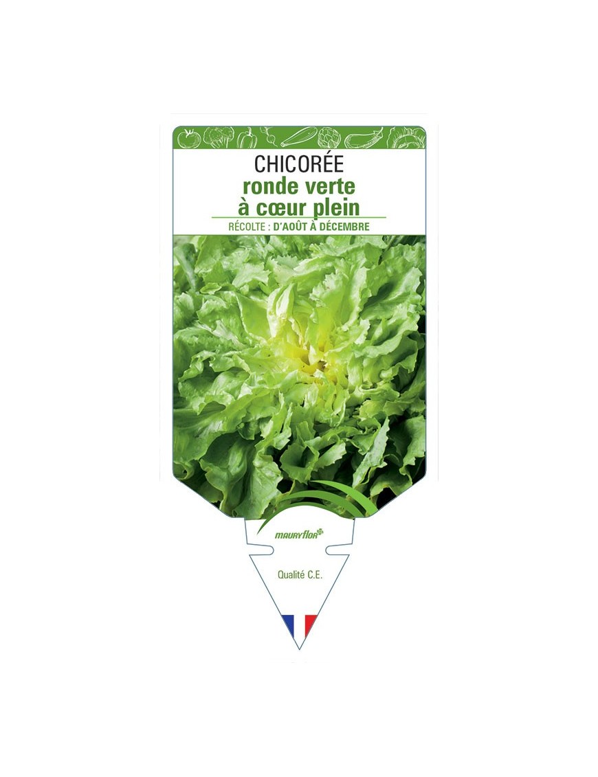 CHICORÉE RONDE VERTE À CŒUR PLEIN