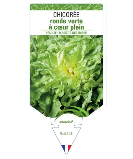 CHICORÉE RONDE VERTE À CŒUR PLEIN